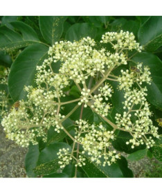 Evodia veloutée (Evodia suaveolens) conteneur 2L