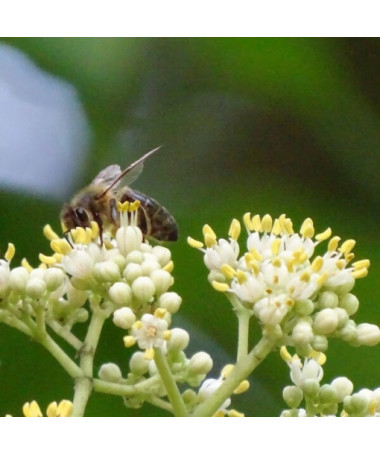 Evodia veloutée (Evodia suaveolens) conteneur 2L