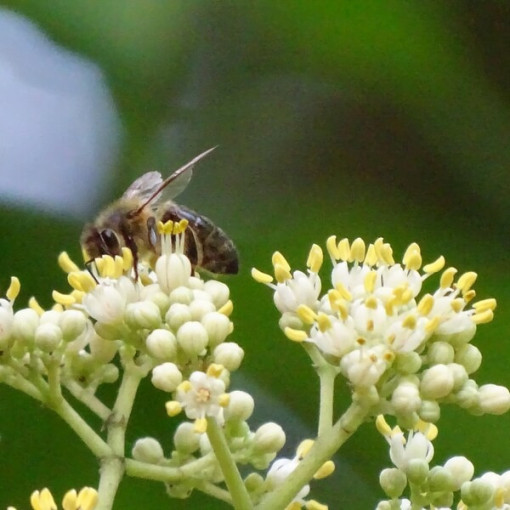 Evodia veloutée (Evodia suaveolens) conteneur 2L