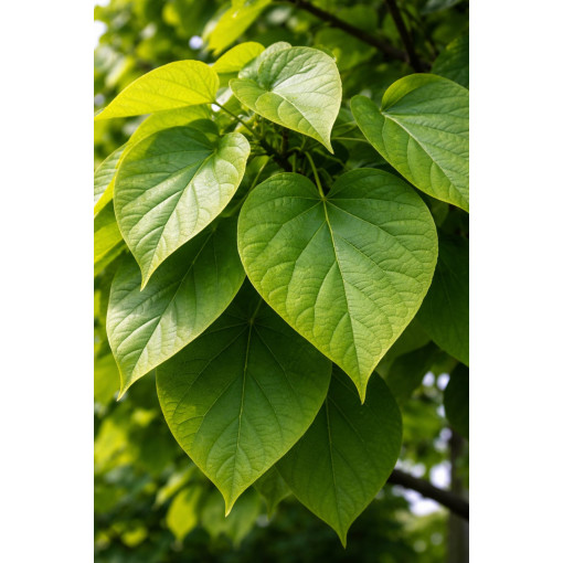 Catalpa, pot de 2L