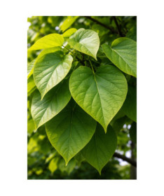 Catalpa, pot de 2L