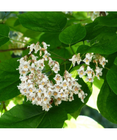 Catalpa, pot de 2L