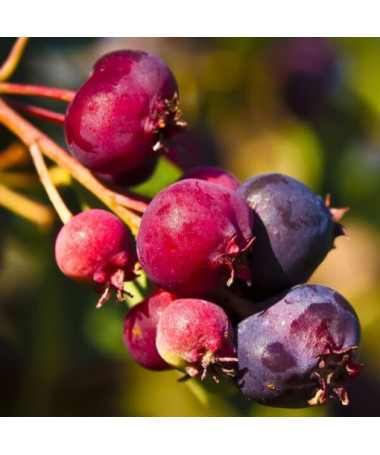 Amélanchier (Amelanchier lamarckii) pot, 2L