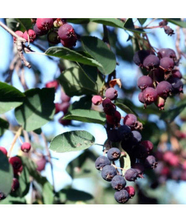 Amélanchier (Amelanchier lamarckii) pot, 2L