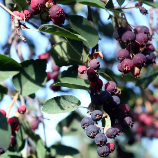 Amélanchier (Amelanchier lamarckii) pot, 2L