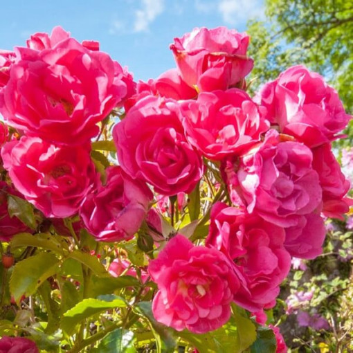 Rosier de massif 'The Fairy' pot, 2L