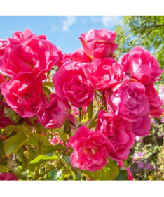 Rosier de massif 'The Fairy' pot, 2L