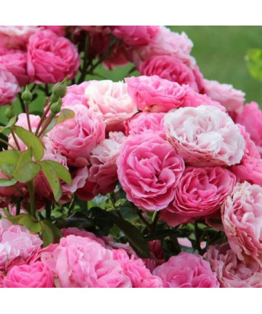 Rosier de massif 'The Fairy' pot, 2L