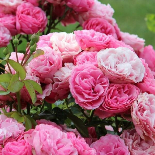 Rosier de massif 'The Fairy' pot, 2L