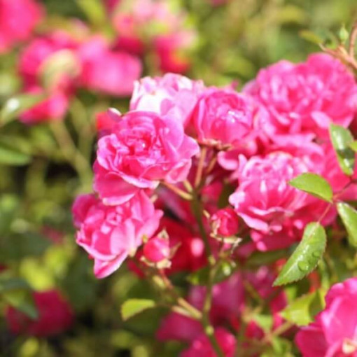 Rosier de massif 'The Fairy' pot, 2L