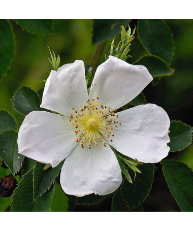 Rosa sauvage Alba pot, 2L