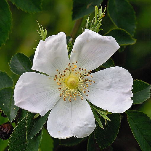 Rosa sauvage Alba pot, 2L