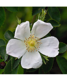 Rosa sauvage Alba pot, 2L