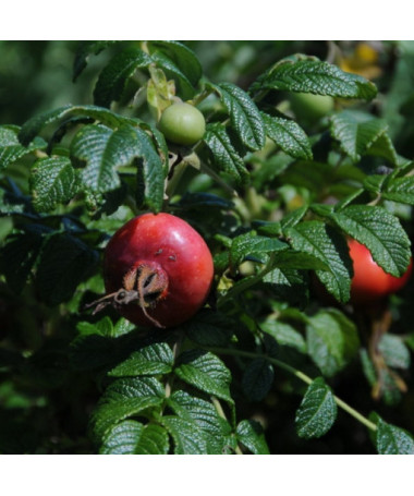 Rosa sauvage Alba pot, 2L