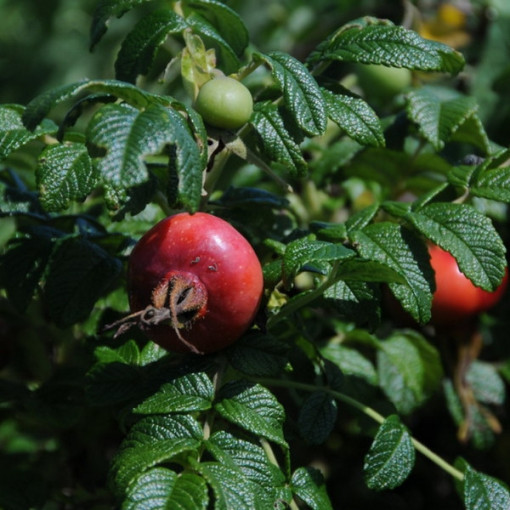 Rosa sauvage Alba pot, 2L