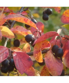 Cotonéaster en pot, 2L