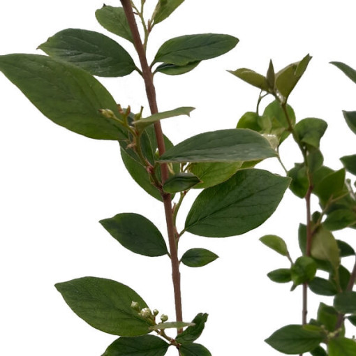 Cotonéaster en pot, 2L