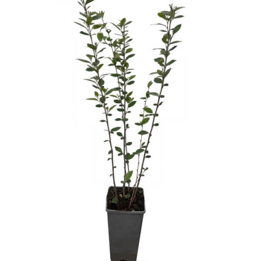 Cotonéaster en pot, 2L