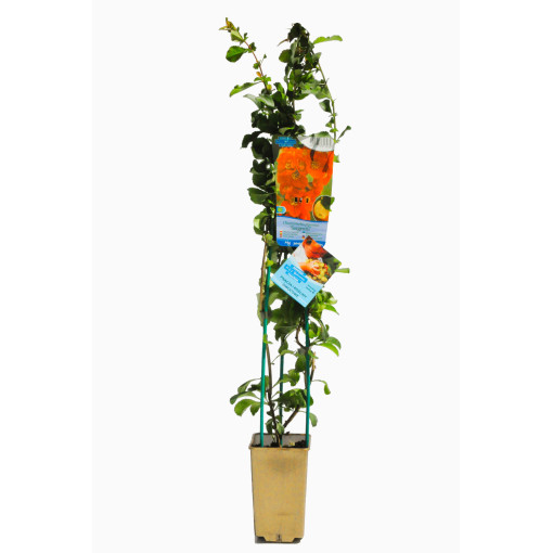 Coing japonais 'Sargentii' pot, 2L