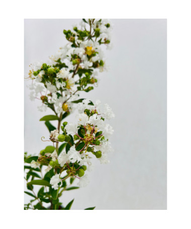 Lagerstroemia Indien Blanc (Myrtillé) pot, 2L