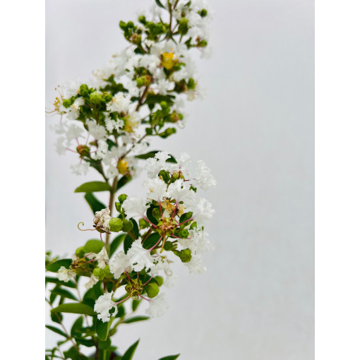 Lagerstroemia Indien Blanc (Myrtillé) pot, 2L