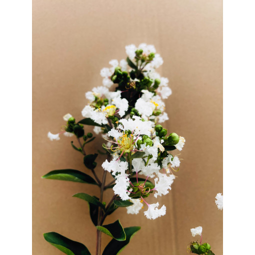 Lagerstroemia Indien Blanc (Myrtillé) pot, 2L