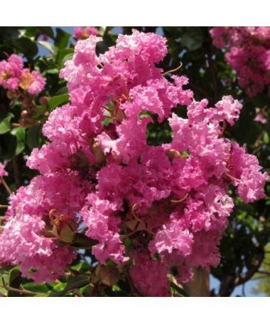 Lagerstroemia Indien (Myrtillé) pot, 4L
