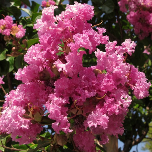 Lagerstroemia Indien (Myrtillé) pot, 4L