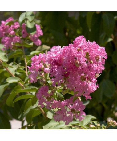 Lagerstroemia Indien (Myrtillé) pot, 4L