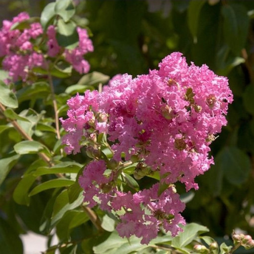 Lagerstroemia Indien (Myrtillé) pot, 4L