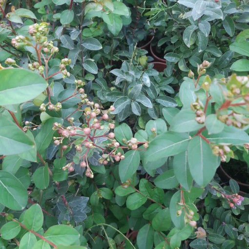 Lagerstroemia Indien (Myrtillé) pot, 4L