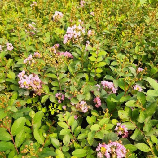 Lagerstroemia indien (Sans midi) pot, 2L