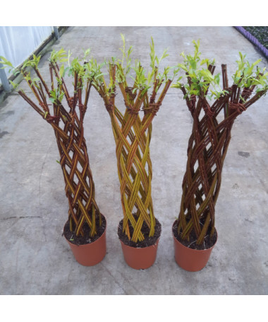 Saule tressé clair (Salix alba x purpurea) en pot de 4L