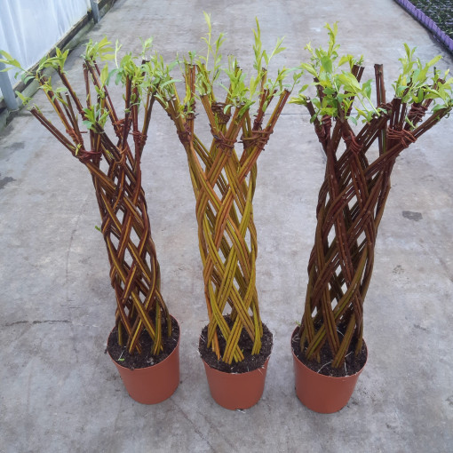 Saule tressé clair (Salix alba x purpurea) en pot de 4L