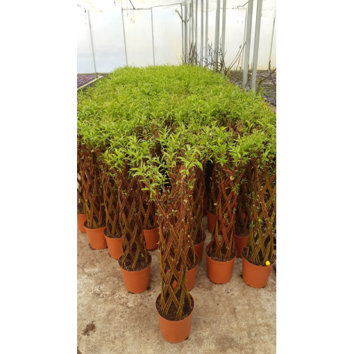 Saule tressé clair (Salix alba x purpurea) en pot de 4L