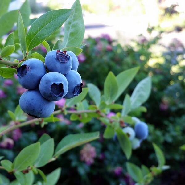 Chandler Blueberry Plant