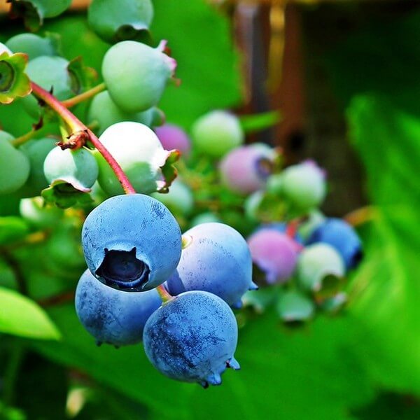 Chandler Blueberry Plant