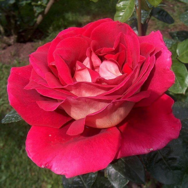 Large-flowered rose 'Kronenburg' 2l - Fruttii Shop